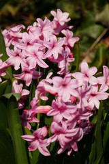 frühling blühende blumen