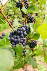 green red grape valley farm growing summer harvest agriculture