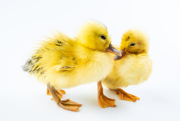 Two cute little yellow ducks on white background