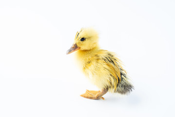 A cute little yellow duck on white background