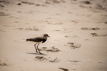 bird on the beach