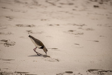 bird on the beach