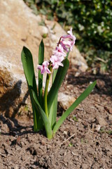 frühling blühende blumen