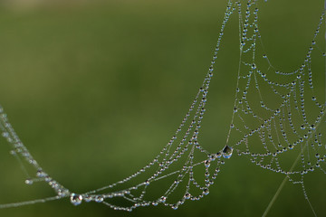 Spider web with dew drop