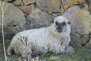 weißes Schaf liegt vor einer Feldsteinmauer