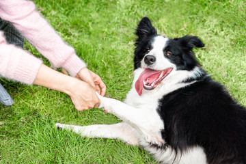 girl is shaking hand with her border collie fellow on the lawn 