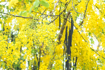 Selective focus blur nature use for background of summer.