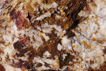 frühling blühende blumen