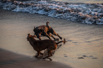 dogs on the beach