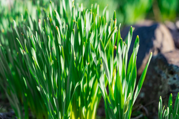 green grass in the wind