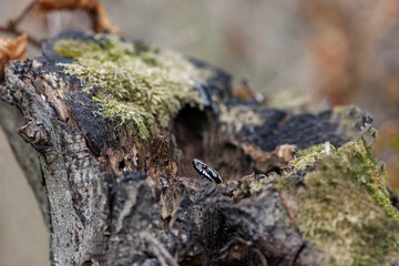 European viper (Vipera berus) in the natural biotope. Vipera berus, the common European adder or...