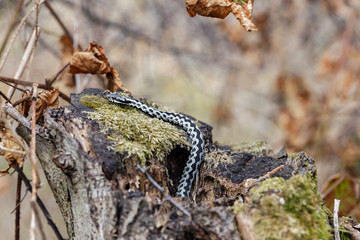 European viper (Vipera berus) in the natural biotope. Vipera berus, the common European adder or common European viper, is a venomous snake that is widely widespread. 