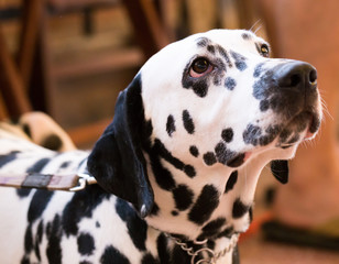 Portrait of thoroughbred Dalmatian dog