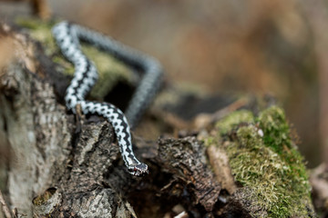 European viper (Vipera berus) in the natural biotope. Vipera berus, the common European adder or common European viper, is a venomous snake that is widely widespread. 