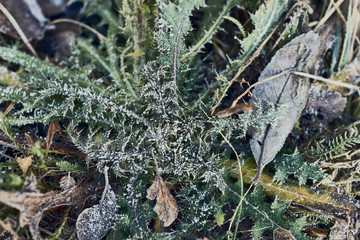 autumn grass