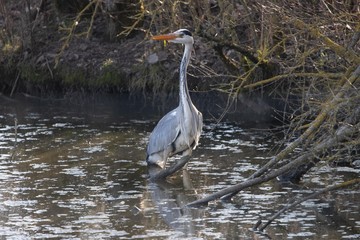 graureiher, im weiher