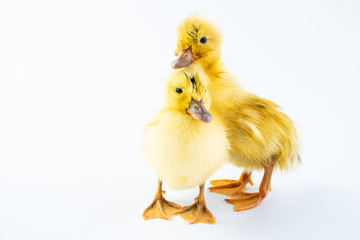 Two cute little yellow ducks on white background