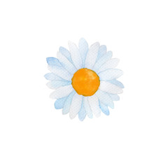 daisy flower isolated on white background