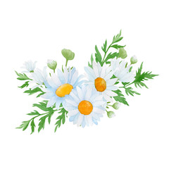 camomile flower on white background
