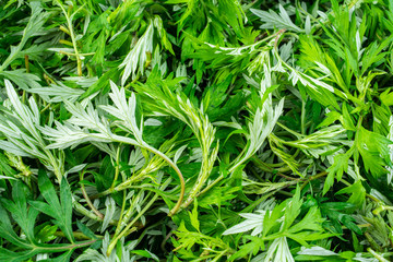 Fresh green edible wormwood leaves