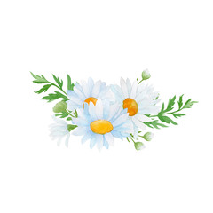 daisies on white background