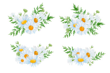 set of daisies flower. Bouquet of daisy flowers.