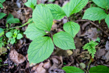 Chinese herbal medicine shredded golden spores growing in the forest