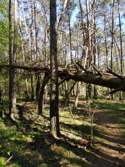 Trampelpfad durch das Unterholz des Teutoburger Wald mit umgestürztem Baum im Frühling bei...