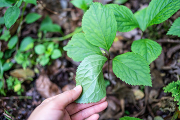 Chinese herbal medicine shredded golden spores growing in the forest