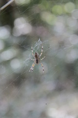 Spinne im Netz