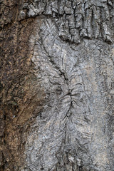 
Phellodendron amurense. Cracked Amur Velvet Bark