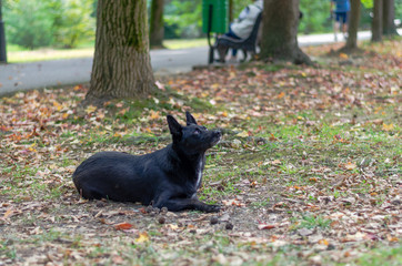 Obraz na płótnie Canvas The black large dog lies on the dried grass and fallen leaves