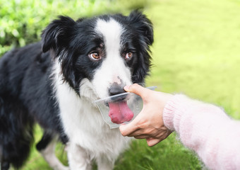 border collie is drinking water in the plastic bowl 