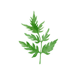 green leaf isolated on white background