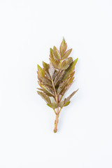 Fresh leaves of fresh wild vine tea on white background