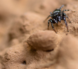 Black Spider