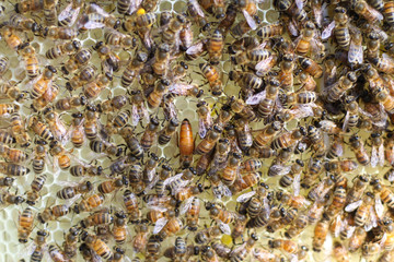 Selective Focus closeup of Italian Bees building honeycomb with the Queen Bee visible in center