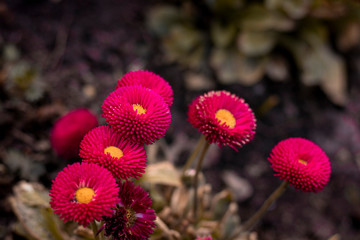 Beautiful meadow field with wild flowers. Spring or summer wildflowers closeup. Health care concept. Rural field. Alternative medicine. Environmen © Adam