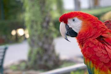 Beautiful red parrot on a hot day.