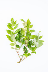 Naklejka premium Fresh wild rattan tea on white background