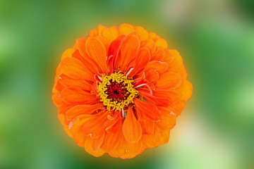 orange flower macro