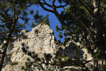 Schroffer Felsen mit Rotföhre vor tiefblauem Himmel
