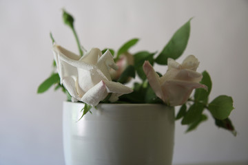 Rose bianche recise in vaso isolato su fondo chiaro