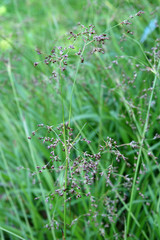 
Plants in the spring garden