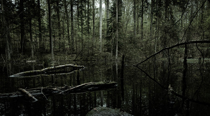 Beautiful dark lake in forest