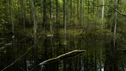 Beautiful dark lake in forest