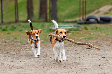 two beagle dogs play with a wooden stick and run
