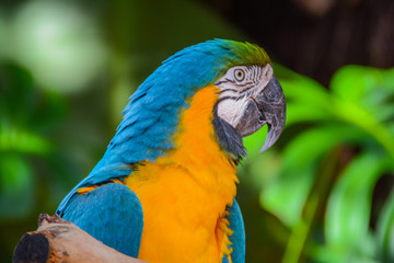 blue and yellow macaw arara colors amazonia brazil