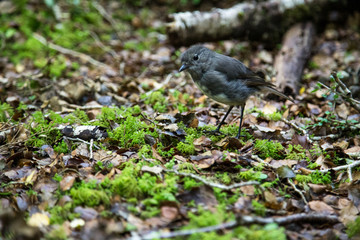 Oiseau