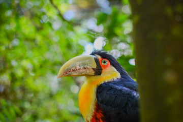 yellow billed hornbill tropical toucan beak amazonia brazil
